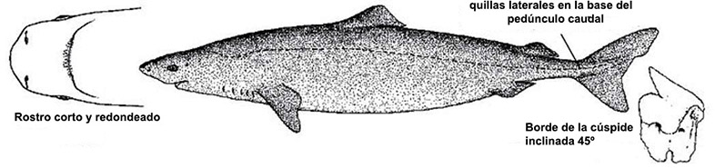 Somniosus rostratus